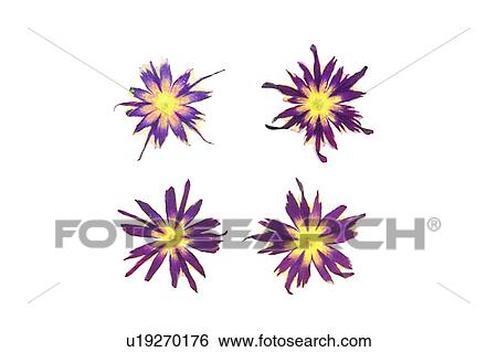 Stock Photograph - plant, flower, background, purple, yellow. Fotosearch