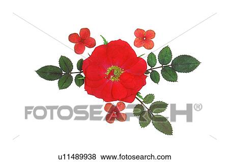 Stock Photo - plant, flower, background, red, green, leaf. Fotosearch