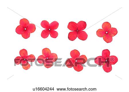 Picture - plant, flower, background, red. Fotosearch