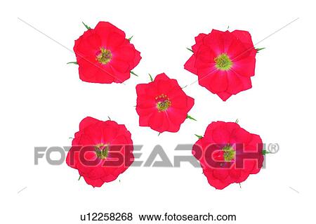 Stock Photo - plant, flower, background, red. Fotosearch