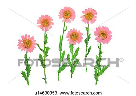 plant, flower, background, sun flower, pink, leaf View Large Photo Image Stock Image - plant, flower, background, sun flower, pink, leaf. Fotosearch