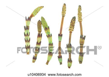 plant, flower, background, yellow, fruit View Large Photo Image Picture - plant, flower, background, yellow, fruit. Fotosearch