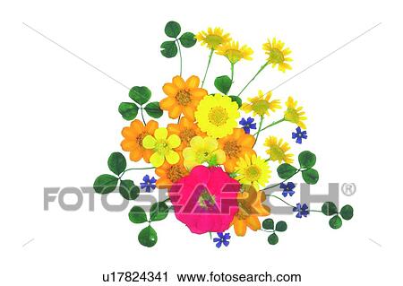 plant, flower, background, yellow, red, purple View Large Photo Image Stock Image - plant, flower, background, yellow, red, purple. Fotosearch
