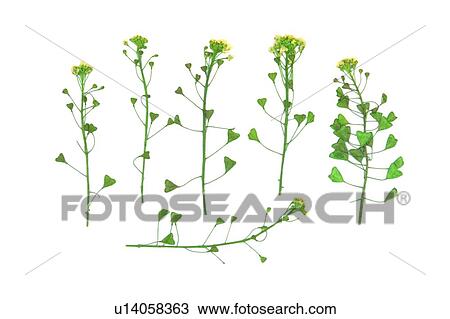 plant, flower, background, yellow, green, leaf View Large Photo Image Stock Image - plant, flower, background, yellow, green, leaf. Fotosearch