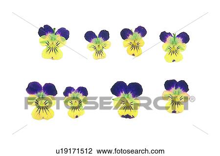 Stock Image - plant, flower, background, yellow, purple. Fotosearch