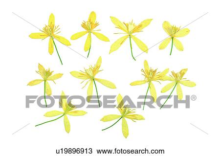 plant, flower, background, yellow View Large Photo Image Stock Image - plant, flower, background, yellow. Fotosearch