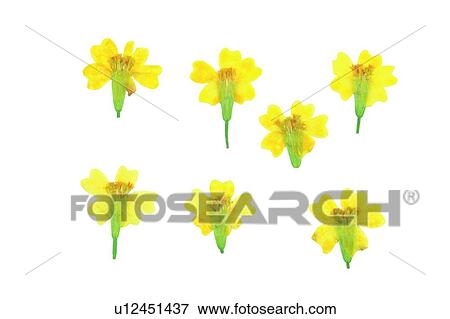 Stock Photo - plant, flower, background, yellow. Fotosearch
