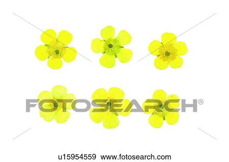 plant, flower, background, yellow View Large Photo Image Stock Photo - plant, flower, background, yellow. Fotosearch