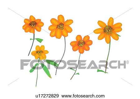 plant, flower, background, yellow, green, leaf View Large Photo Image Stock Photo - plant, flower, background, yellow, green, leaf. Fotosearch
