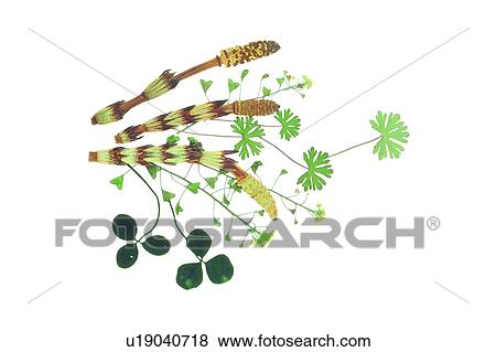 plant, flower, background, yellow, fruit, green View Large Photo Image Stock Photo - plant, flower, background, yellow, fruit, green. Fotosearch