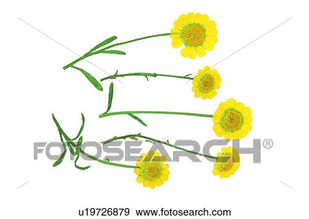 Stock Photo - plant, flower, background, yellow, sun flower, green. Fotosearch