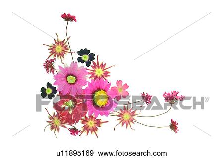 plant, flower, pink, background, red, purple View Large Photo Image Stock Photo - plant, flower, pink, background, red, purple. Fotosearch