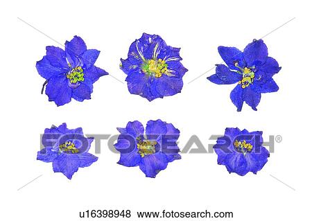 Stock Photo - plant, flower, purple, yellow, background. Fotosearch