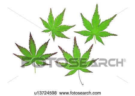 Stock Photo - plant, green, background, flower, leaf. Fotosearch