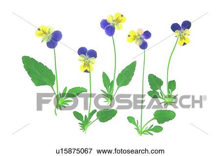plant, green, background, flower, yellow, purple View Large Photo Image Stock Photo - plant, green, background, flower, yellow, purple. Fotosearch