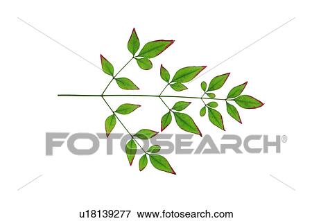 plant, green, flower, background, leaf View Large Photo Image Stock Photo - plant, green, flower, background, leaf. Fotosearch