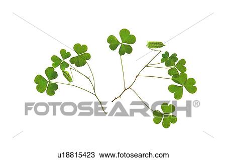 plant, leaf, flower, background, green View Large Photo Image Stock Image - plant, leaf, flower, background, green. Fotosearch