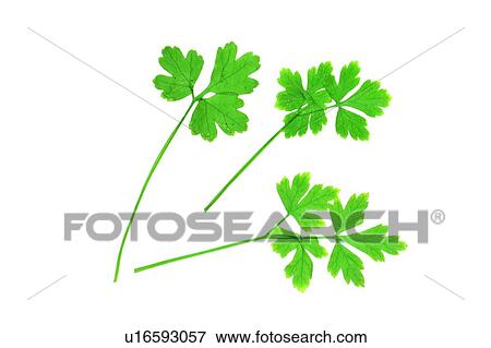 plant, leaf, green, flower, background View Large Photo Image Stock Photo - plant, leaf, green, flower, background. Fotosearch