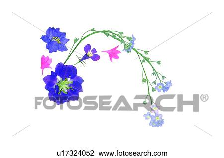 Stock Image - plant, purple, background, flower, blue, pink. Fotosearch