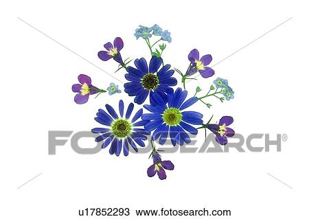 Stock Image - plant, purple, blue, flower, background, sun flower. Fotosearch