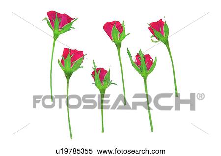 red, flower, background, plant View Large Photo Image Stock Photography - red, flower, background, plant. Fotosearch