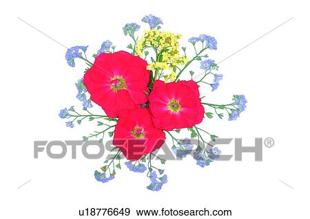 red, plant, background, yellow, purple, flower View Large Photo Image Stock Photo - red, plant, background, yellow, purple, flower. Fotosearch