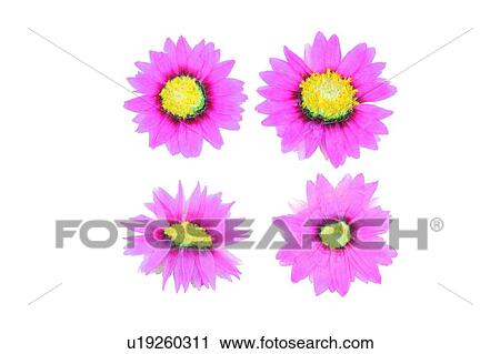 sun flower, yellow, plant, flower, pink, background View Large Photo Image Stock Image - sun flower, yellow, plant, flower, pink, background. Fotosearch
