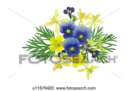 Stock Image - yellow, flower, purple, plant, green, background. Fotosearch