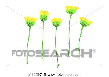 yellow, green, plant, flower, background View Large Photo Image Stock Photography - yellow, green, plant, flower, background. Fotosearch