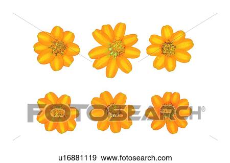 Stock Photo - yellow, orange, background, plant, flower. Fotosearch