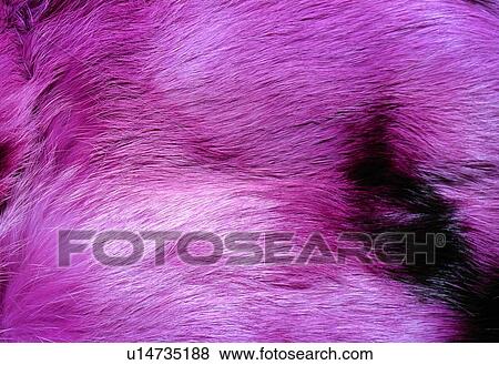 Close-Up, Design, Full Frame, Fur, Furry View Large Photo Image Stock Photo - Close-Up, Design, Full Frame, Fur, Furry. Fotosearch