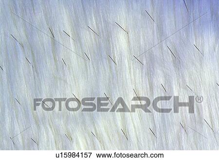Close-Up, Full Frame, Indoor, Material View Large Photo Image Stock Photo - Close-Up, Full Frame, Indoor, Material. Fotosearch