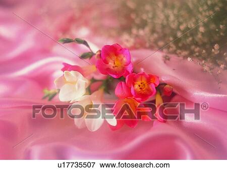 flower, romantic, cloth, pink, setting, mood View Large Photo Image Stock Photo - flower, romantic, cloth, pink, setting, mood. Fotosearch