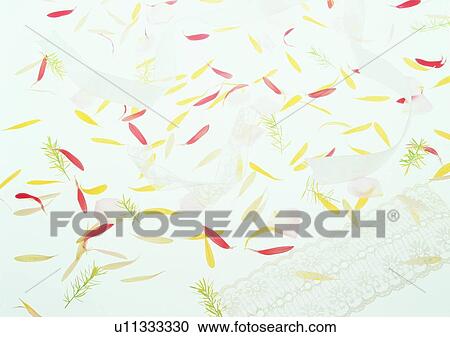 Stock Image - flower, romantic, mood, setting, petal, blossom. Fotosearch
