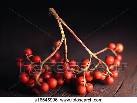 Stock Photograph - mood, cherry, fruit, romantic, color image setting. Fotosearch