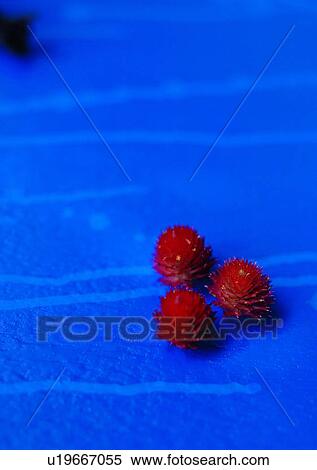 mood, fruit, romantic, setting View Large Photo Image Stock Photography - mood, fruit, romantic, setting. Fotosearch