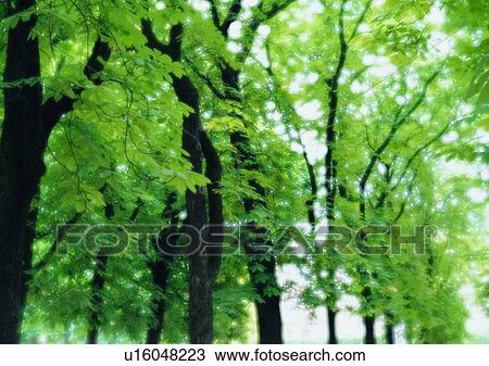 Stock Image - outdoor, sky, leaf, tree, soft focus, romantic, mood. Fotosearch