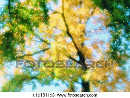 Stock Image - outdoor, sky, soft focus, flower, tree, leaf. Fotosearch
