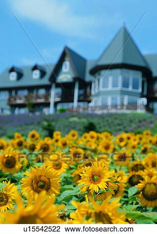 Stock Image - outdoor, soft focus, building, country side, Europe, sunflower. Fotosearch