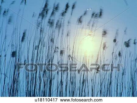 Stock Photo - outdoor, soft focus, plant, sun. Fotosearch
