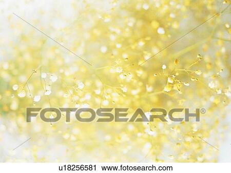 romantic, mood, flower, setting, soft focus View Large Photo Image Stock Image - romantic, mood, flower, setting, soft focus. Fotosearch