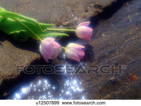 romantic, river, setting, water, sand, flower View Large Photo Image Stock Photo - romantic, river, setting, water, sand, flower. Fotosearch