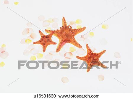 romantic, starfish, star, setting, mood View Large Photo Image Stock Image - romantic, starfish, star, setting, mood. Fotosearch