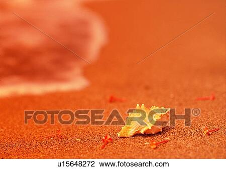 Stock Image - sea shell, ocean, romantic, sand, sun set, setting. Fotosearch