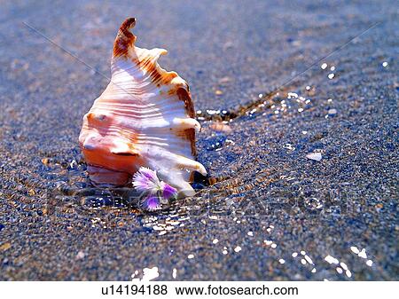 sea shell, water, romantic, mood, beach, sand View Large Photo Image Stock Photo - sea shell, water, romantic, mood, beach, sand. Fotosearch