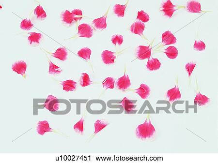 Stock Image - setting, blossom, mood, flower, romantic, petal. Fotosearch