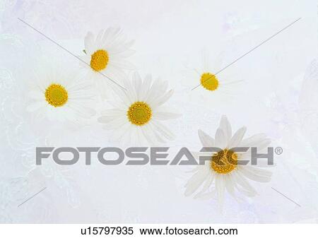 Stock Photography - setting, blossom, romantic, daisy, flower, mood. Fotosearch