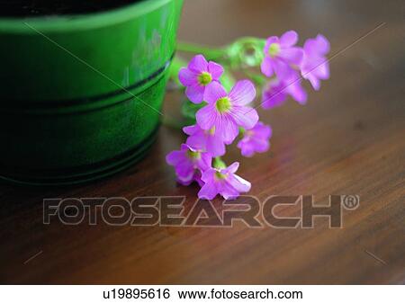 Stock Photograph - setting, flower, board, romantic, mood. Fotosearch
