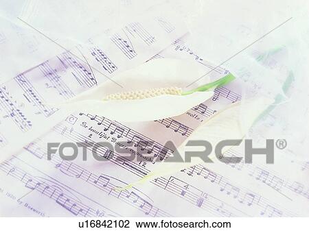 Stock Image - setting, flower, soft focus, score, romantic, mood. Fotosearch