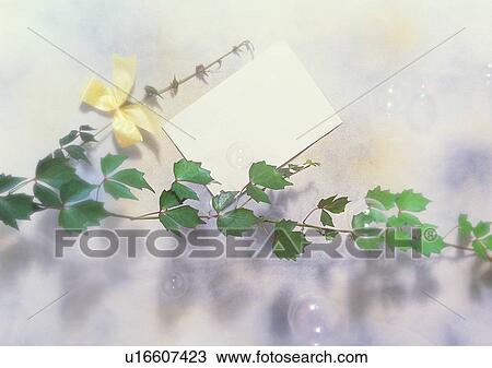 Stock Image - shadow, leaf, card, paper, romantic, setting, vine. Fotosearch